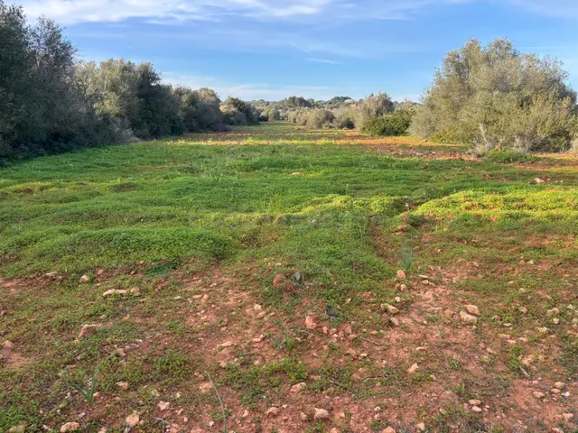 SUELO RÚSTICO PARA CONSTRUIR, SES SALINES - foto 4