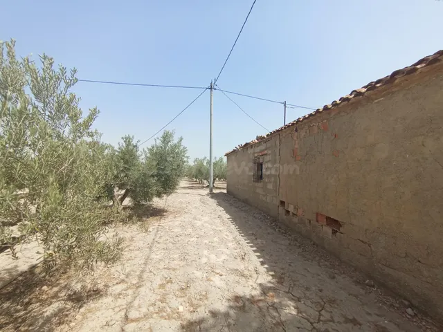 Casa de campo para reformar con 500 olivos en plena producci - foto 2