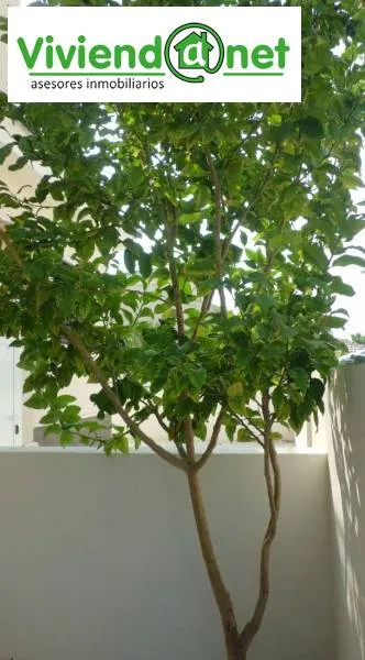PRECIOSO DUPLEX EN URBANIZAC.CON PISCINAS Y JARDINES — 25