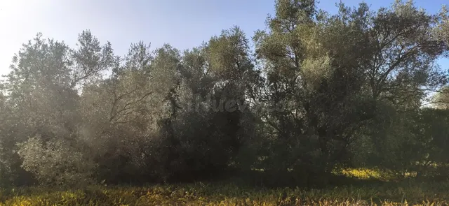 FINCA RÚSTICA CERCA DE LA POBLACIÓN DE AMPOSTA CON ANTIGUA E - foto 5