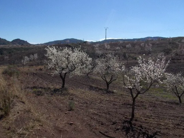 FINCA RÚSTICA EN ORTILLO - foto 3