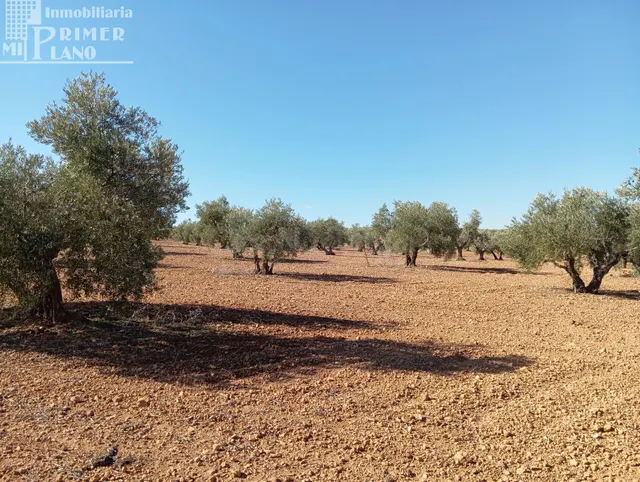 Venta de Finca Rústica de Olivos en Argamasilla de Alba – Ex - foto 4