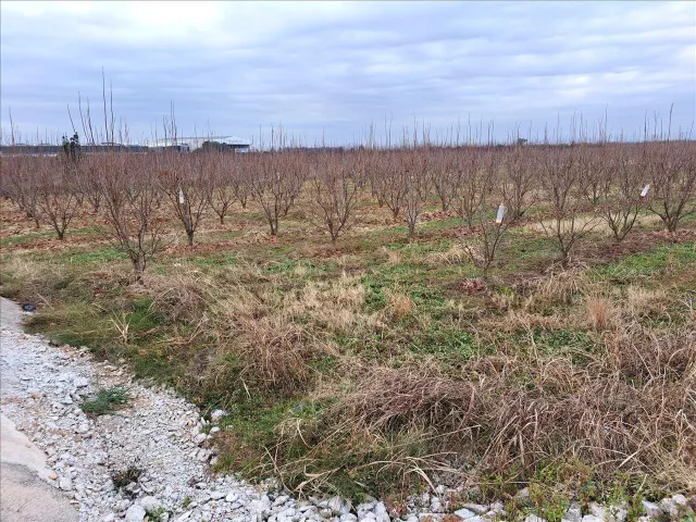 Venta de Finca Rústica en Guadassuar