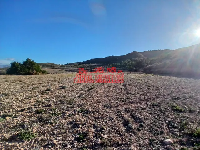 ¡¡ PRECIOSA PARCELA DE 20.300 M2 EN HONDÓN FRAILES !! — 5