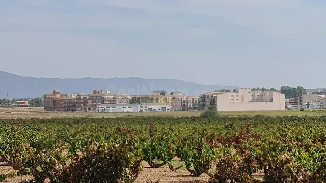 Terreno rústico en venta cerca Pinoso (Alicante) — 5