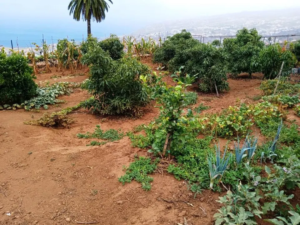 Terreno rural en La Corujera, Santa Úrsula