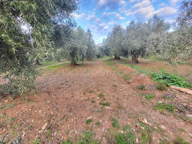 SE VENDE PARCELA DE OLIVOS EN ABRUCENA - foto 2
