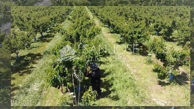 SE VENDE ARBOLES FRUTALES DE CEREZAS EN PLENA PRODUCIÓN — 4