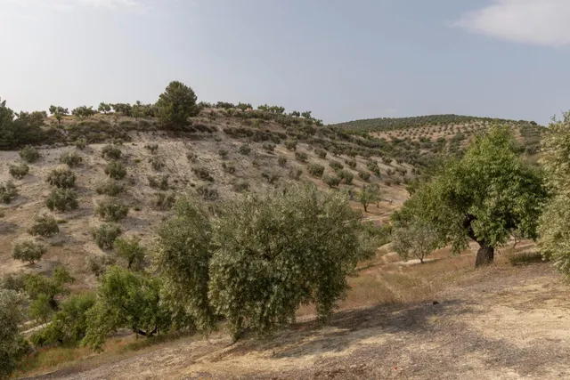 Olivar en venta - JAYENA — 4