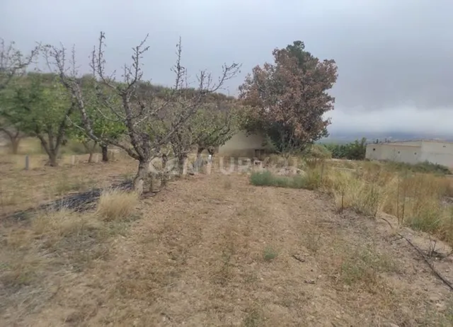 Terreno rural en venta - Jumilla - foto 5