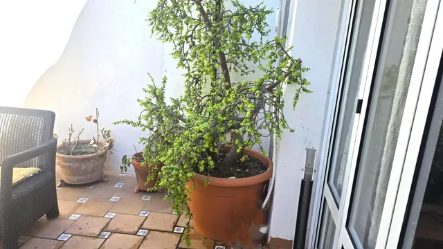 Casa en planta baja a 100m del mar en Santiago de la Ribera - foto 2
