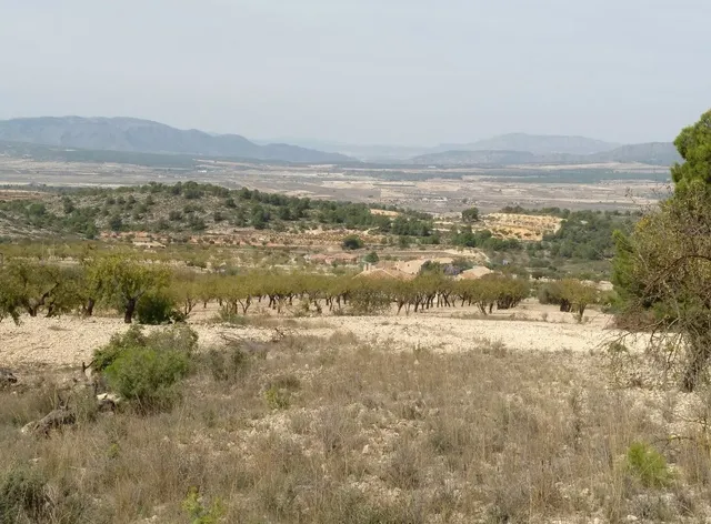 Parcela en venta - Abanilla - foto 5