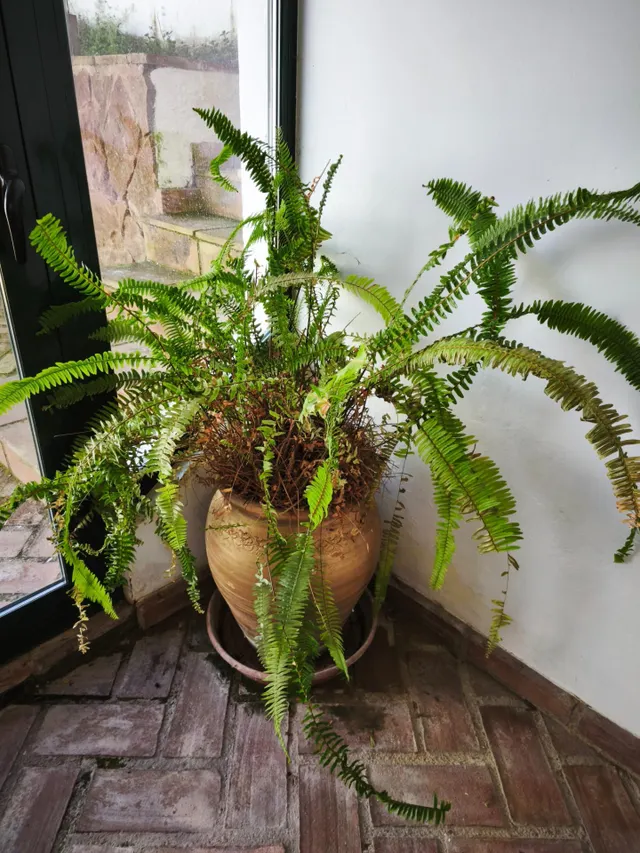 Espectacular casa en las Jaras, con piscina — 17