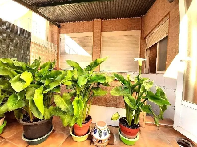 Casa 4 habitaciones 2 baños Elche - foto 4