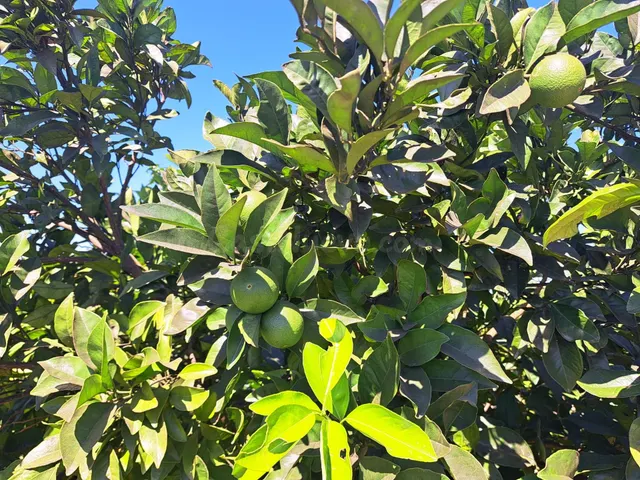 CAMPO DE NAVELINAS EN VENTA - foto 4