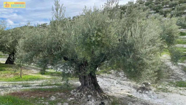 Olivar intensivo cerca de Baena — 4