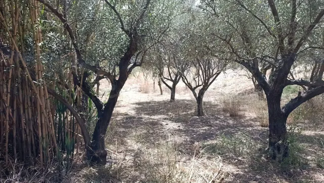 LÚCAR ( ALMERÍA ), TERRENO URBANO CON AGUA . - foto 4
