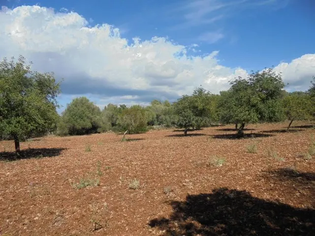 Finca rústica en Sencelles - foto 4