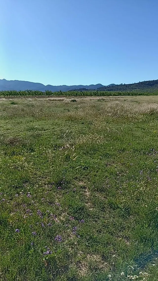 Parcela en venta - Campo de ricote - foto 2