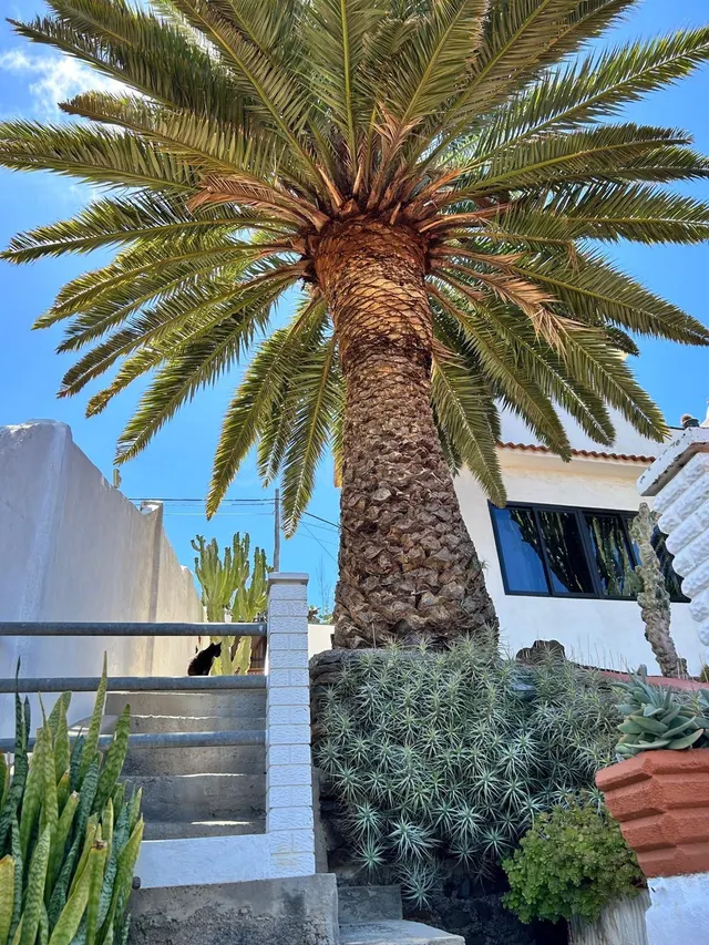 Canarias Paradise Real Estate - Casa independiente con vista - foto 2