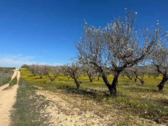 VENTA DE FINCA RUSTICA DE 6,5 HECTAREAS DE ALMENDROS Y ALGUNOS OLIVOS EN DILAR — 12