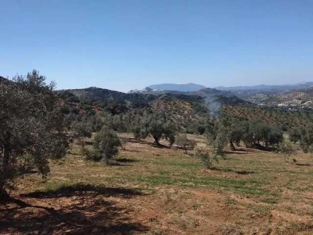SE VENDE FINCA RUSTICA CON VIVIENDAS CERCA DE OLVERA - foto 3