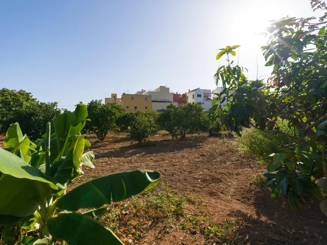 Finca rústica con amplia vivienda y azotea en Las Mejías – Ingenio, Gran Canaria — 29