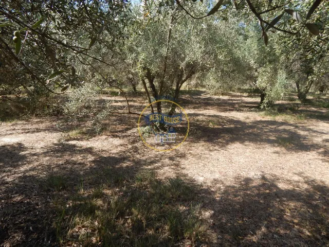 OPORTUNIDAD PARCELA DE REGADÍO CON ÁRBOLES FRUTALES EN PLENA PRODUCCION EN ONTINYENT — 16