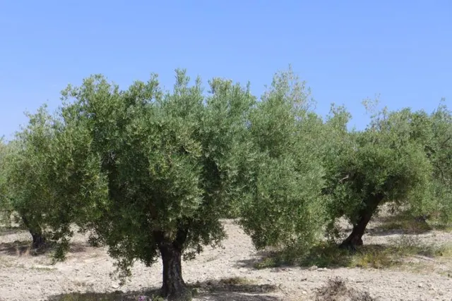 Olivar marteño a 1 pie — 8