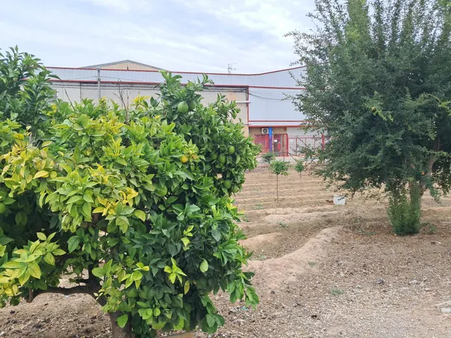 FINCA CON 3 APARTAMENTOS, NAVE Y 2.325 M2 DE PARCELA EN EL RAAL — 7