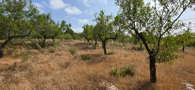 Finca rústica con encanto cerca de El Perelló – 23.000 m2 de naturaleza y tranquilidad — 14