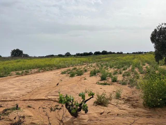 Terreno rural en venta - Andalucia - foto 4