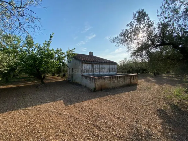 Fantástica finca con casa en la Miliana — 3