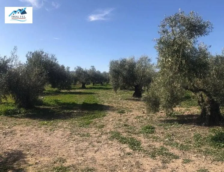 Venta de 3 Fincas Rústicas en Antequera (Málaga)