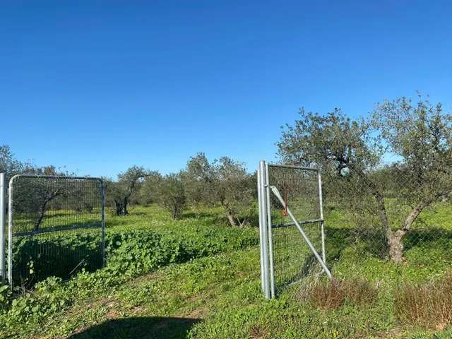 LA MEJOR PARCELA DE BORMUJOS — 14