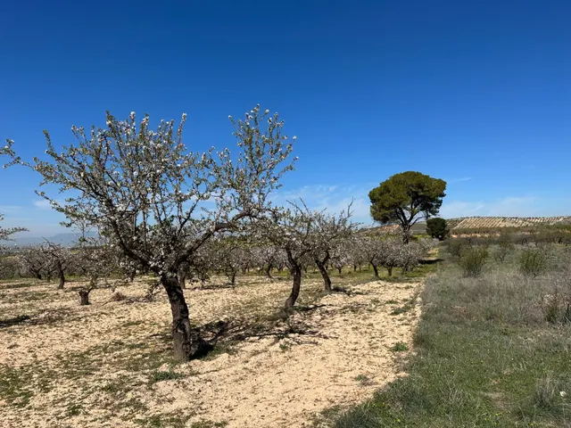 Venta de finca rustica de 6,5 hectareas de almendros y algunos olivos en dilar — 24