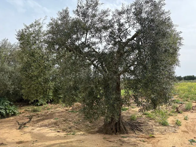 Terreno rural en venta - Andalucia