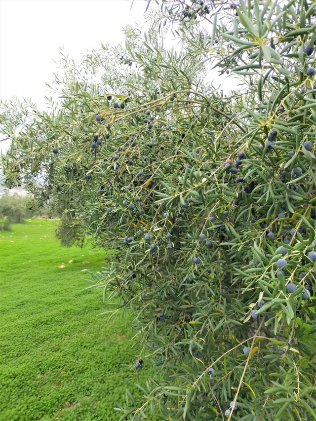 Espectacular finca en la localidad de Alozaina — 9