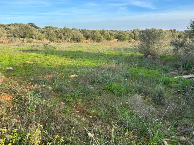 SUELO RÚSTICO PARA CONSTRUIR, SES SALINES - foto 5