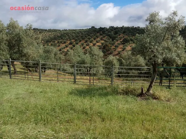 finca de olivos con sondeo - foto 5