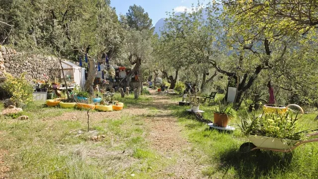 Olivar Con Caseta de Piedra y Vistas a la Tramuntana en Sóll
