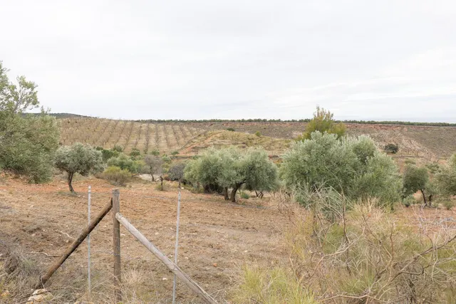 Magnífica finca de 400 olivos en Monachil — 26