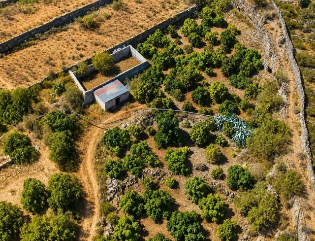 TINERCASA TE OFRECE FINCA RÚSTICA CON AGUACATES EN PRODUCCIÓ - foto 3