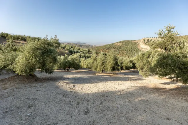 Terreno rural en venta - Alfacar — 14