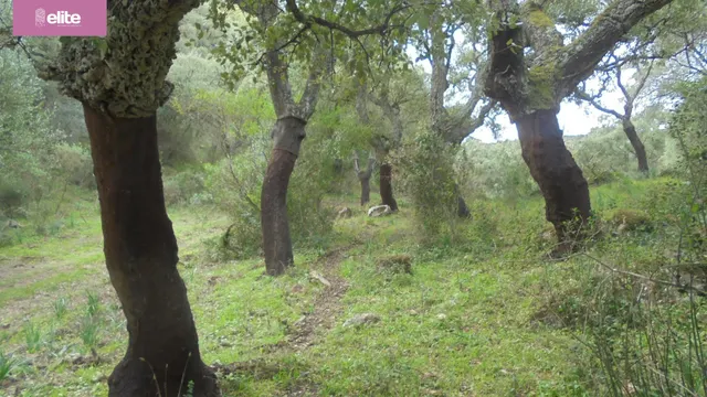 MAGNIFICA DEHESA PROXIMA A JEREZ DE LA FRONTERA — 2