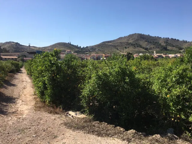 SE VENDE TERRENO PLANTADO DE LIMONEROS — 11