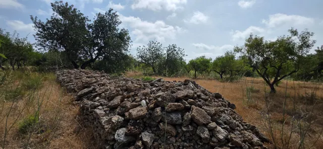 Finca rústica con encanto cerca de El Perelló – 23.000 m2 de naturaleza y tranquilidad — 12