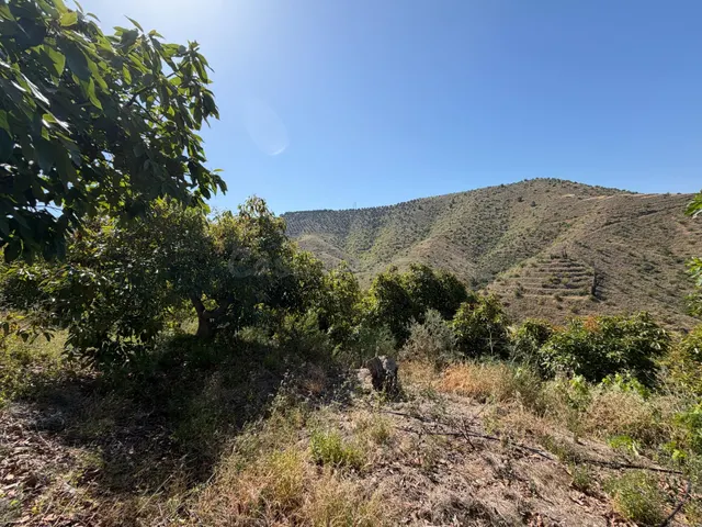 Finca de subtropicales en Pago de Panata - foto 2