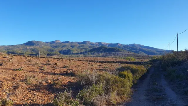 SE VENDE VIÑEDO EN VILAFLOR - foto 2