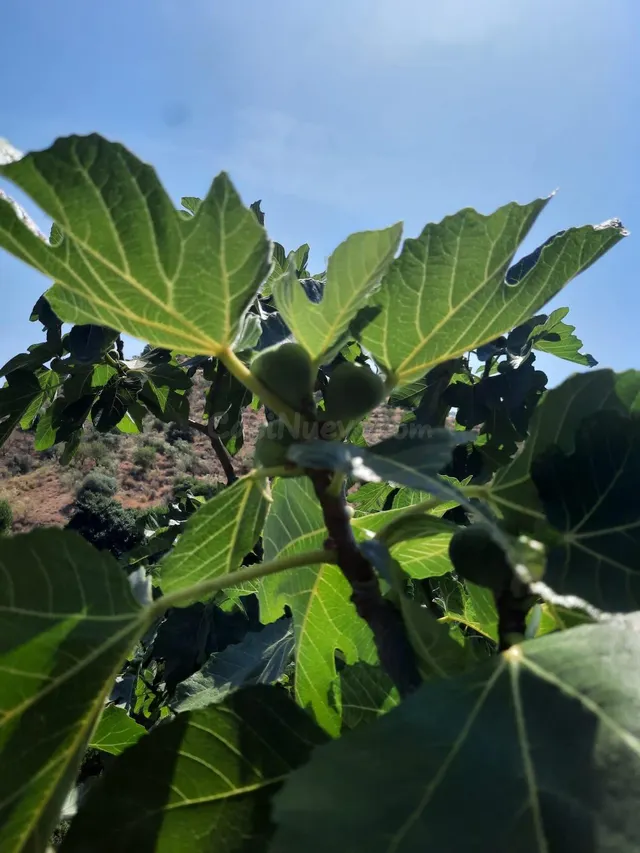 Terreno Rural en Canillas de Aceituno - Oportunidad Única - foto 5